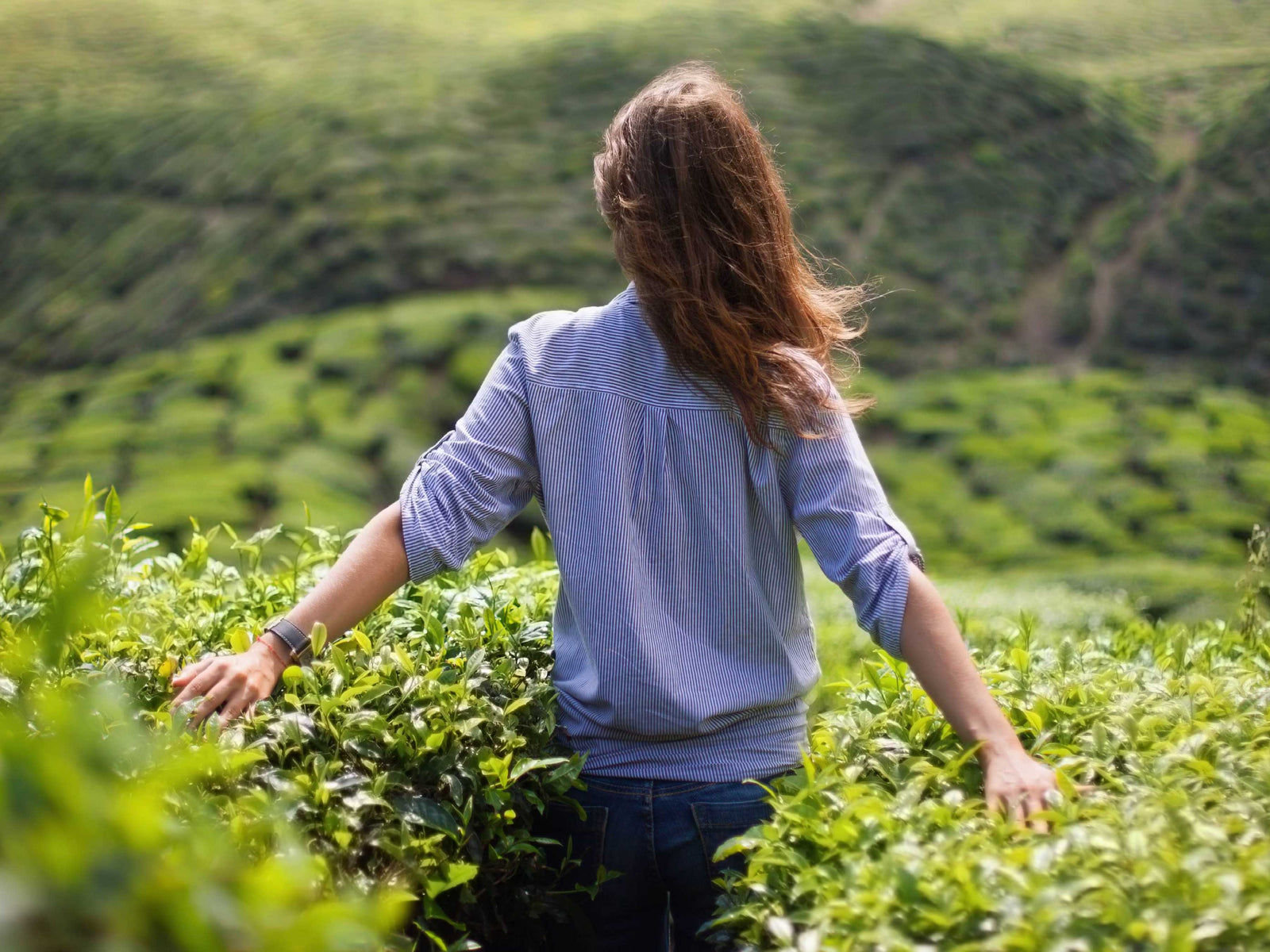 Wisdom is the Path to Better Tea