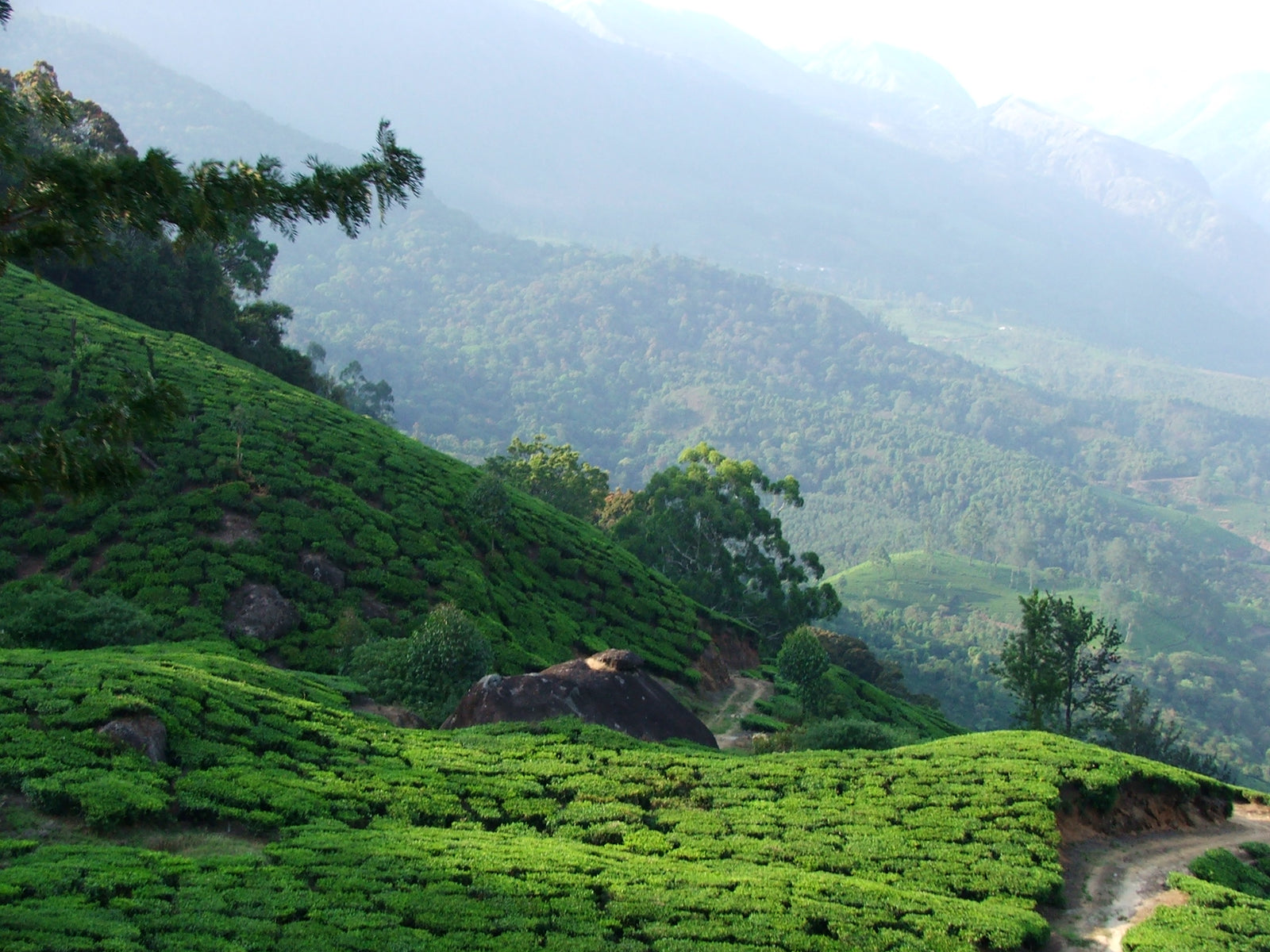 Tea in China