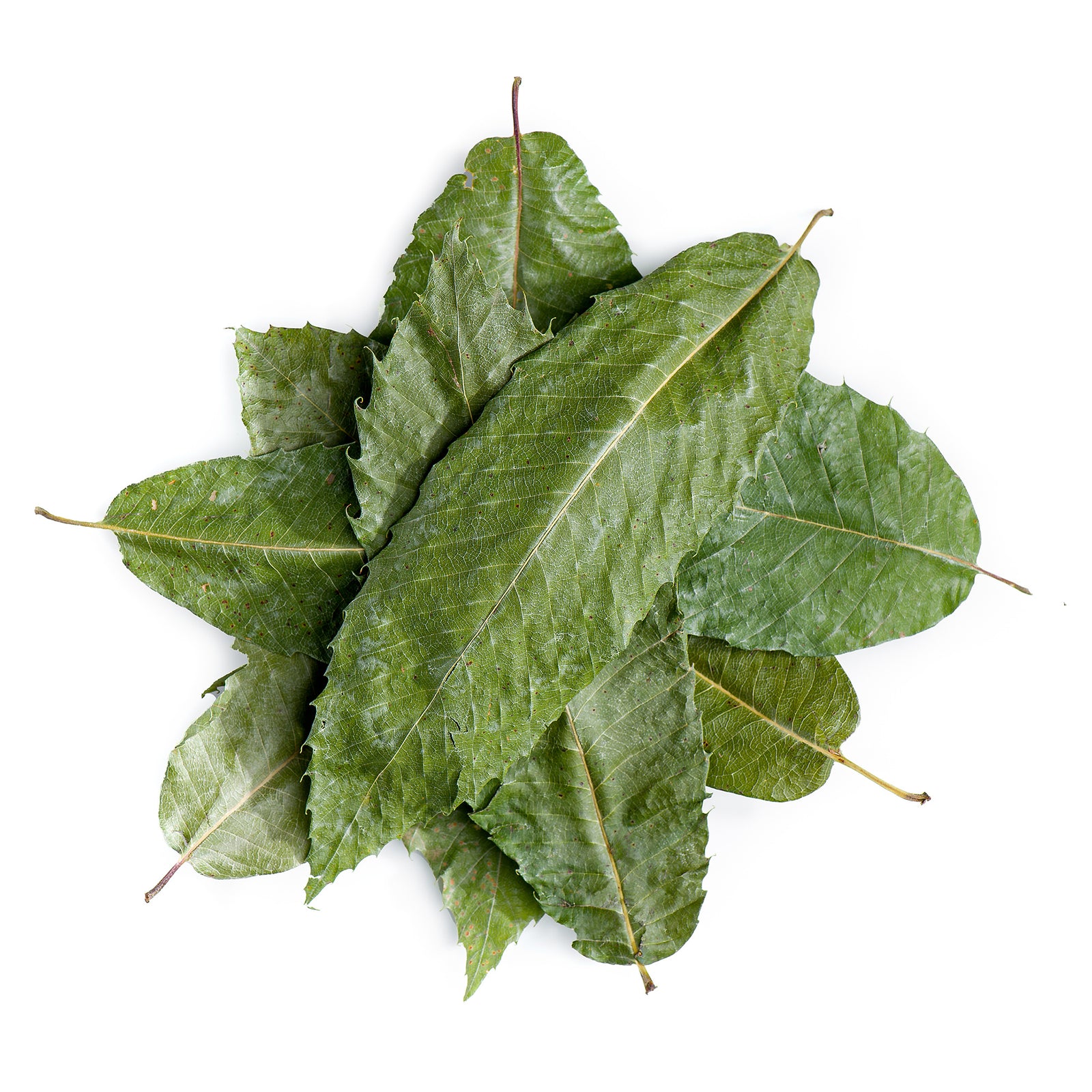 Chestnut Leaf 100g