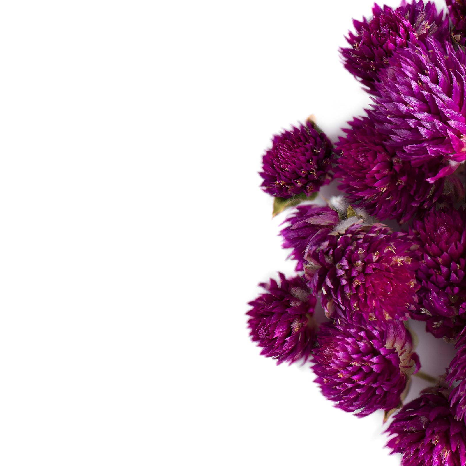 Globe Amaranth Flower 50g