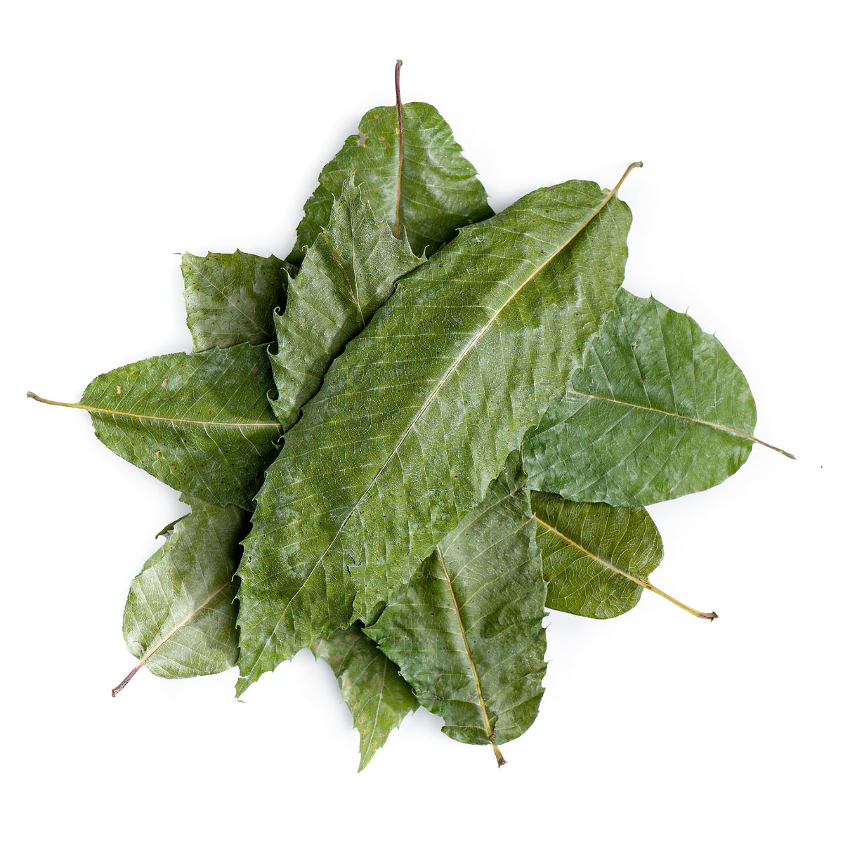 Chestnut Leaf 100g