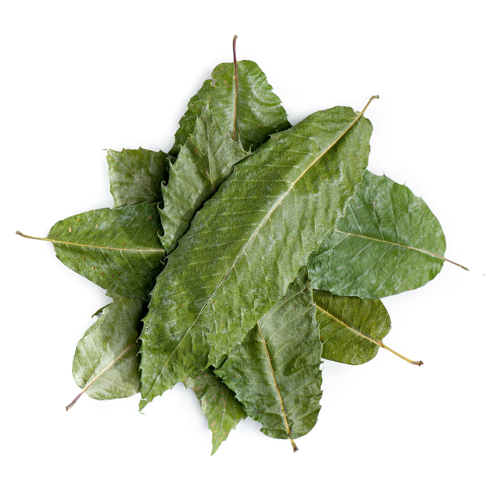 Chestnut Leaf 100g