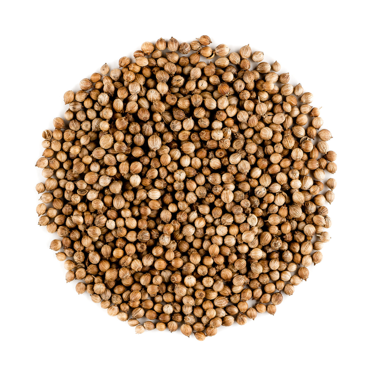 Coriander Seed