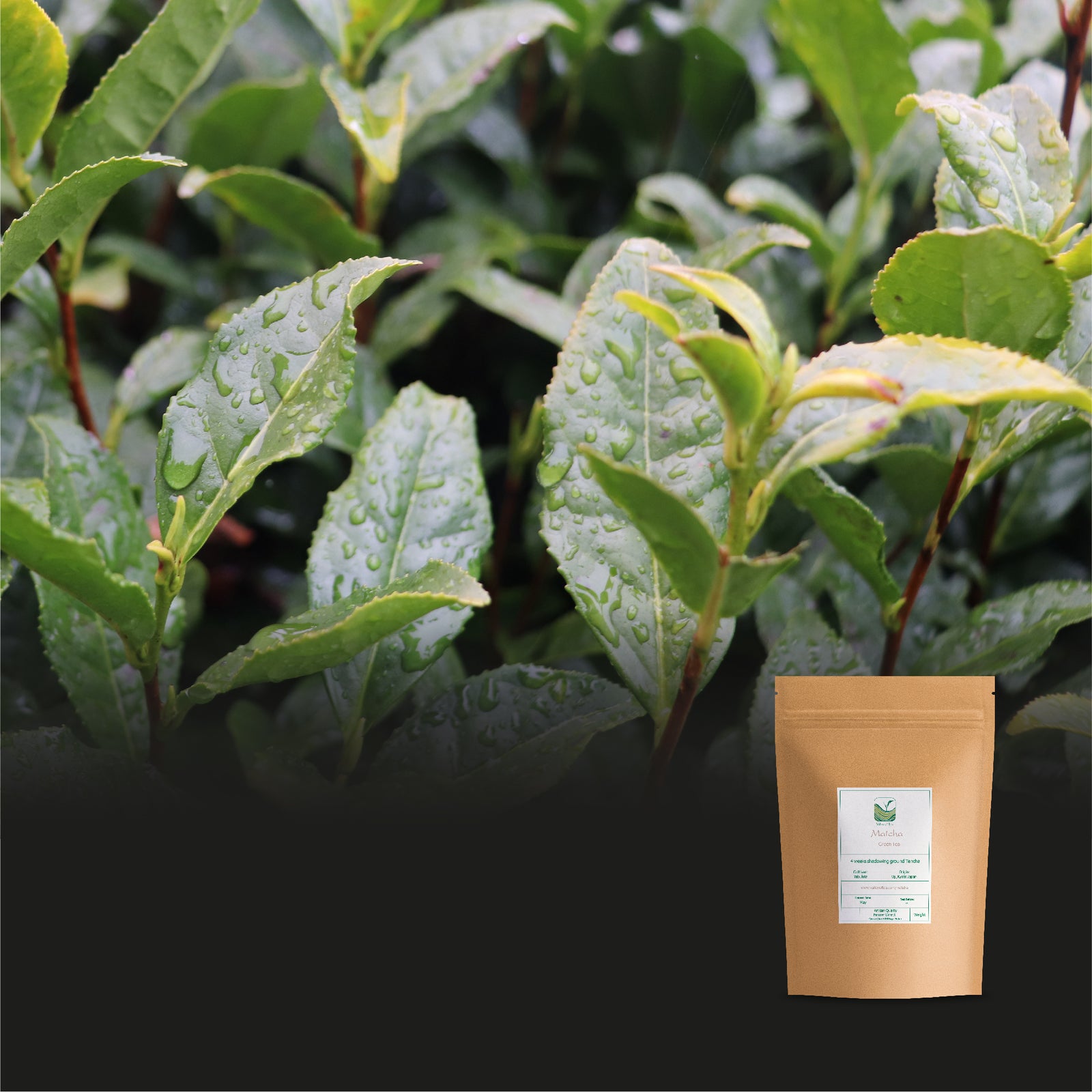 Matcha 30g