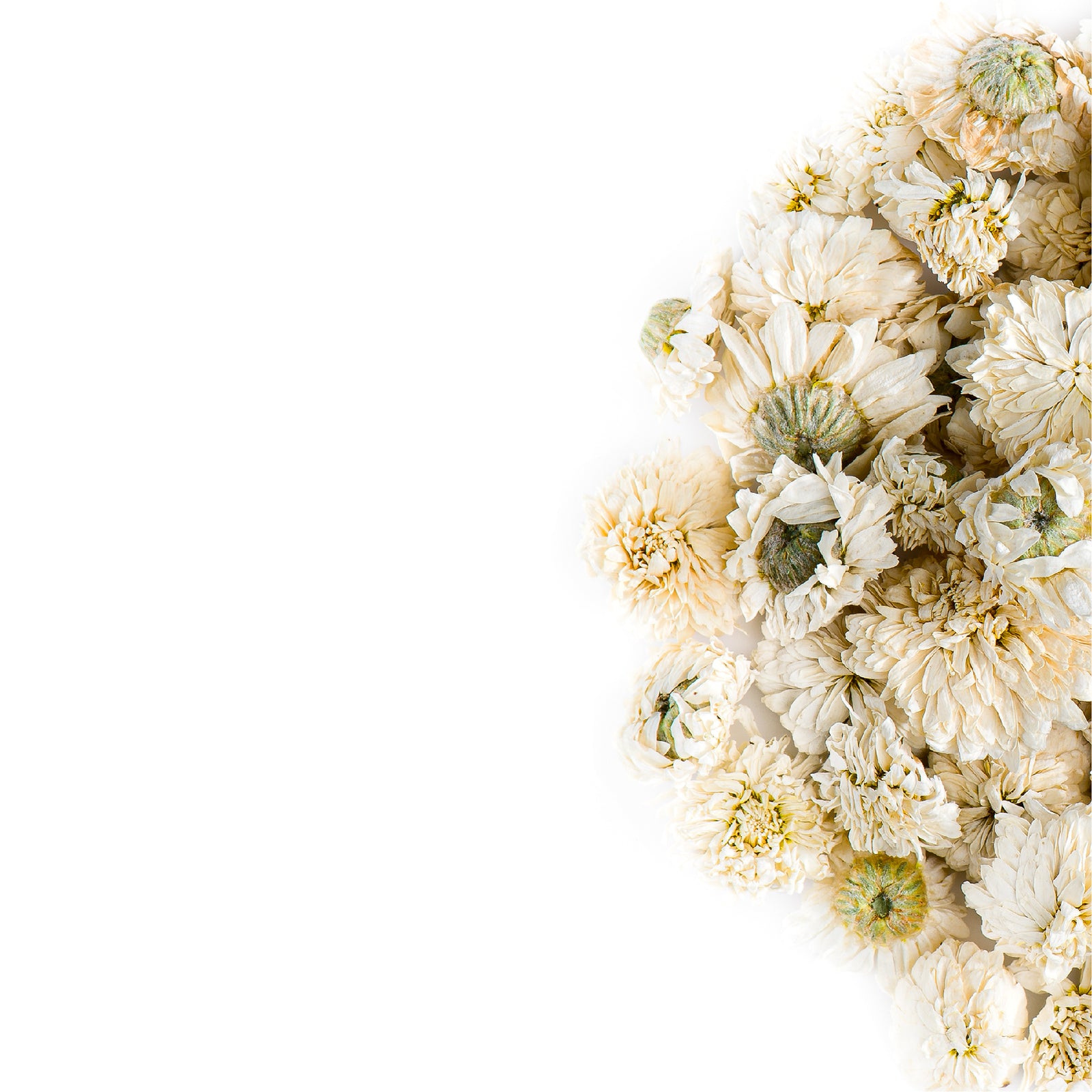 Roman Chamomile 20g